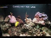 NEW LEDS IN AT SIMPLYSEAHORSES NEW PRICE