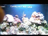 NEW LEDS IN AT SIMPLYSEAHORSES NEW PRICE