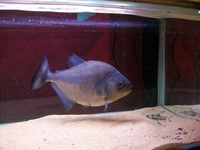 10" Columbian Rhombeus Piranha
