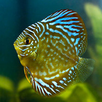 Red Turquoise Discus