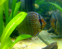 Red Turquoise Discus