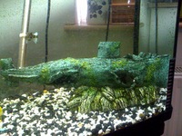Fish Tank with Matching Cabinet For Sale in Excellent Condition £250ono
