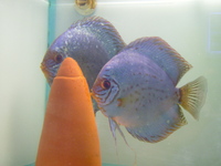 Regal Discus Fish