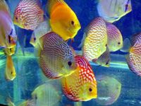 Regal Discus Fish