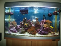 AquaOne MariSys marine reef aquarium with fish & coral £250