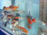 Koi and other pondfish for sale in Fife, Scotland.