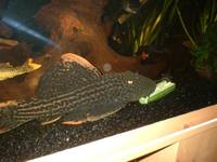 L25 Scarlet Pleco