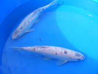 Koi and other pondfish for sale in Fife, Scotland.