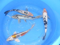 Koi and other pondfish for sale in Fife, Scotland.