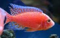 Wanting to Purchase all kinds of fish