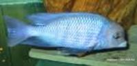 Wanting to Purchase all kinds of fish