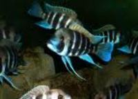 Wanting to Purchase all kinds of fish