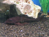 Gibbicep sailfin pleco 7 inches