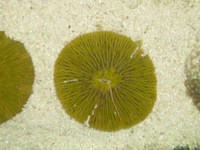 Marine-Life South-West (TheFragMan)