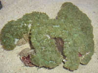 Marine-Life South-West (TheFragMan)