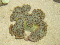 Marine-Life South-West (TheFragMan)