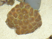 Marine-Life South-West (TheFragMan)