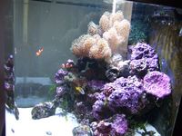 Marine D&D 28G Nano