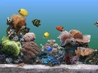 opening soon in Reading Berkshire Reading Aquatics