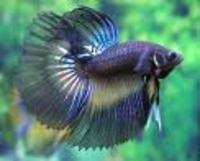 Discounted Mail Order Tropical And Marine fish