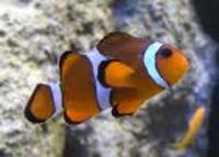 Discounted Mail Order Tropical And Marine fish