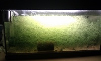 Chaetomorpha and Caribsea Mineral Mud 4 sale (ideal for sump)