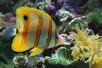 Marine Fish Avaliable This Week (Mailorder)