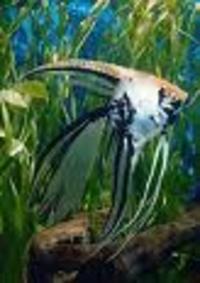 Discounted Mail Order Tropical And Marine fish