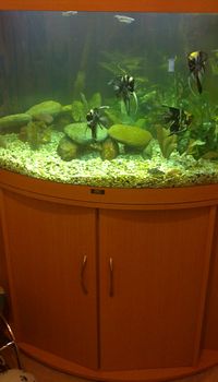 juwel aquarium trigon 190 corner fish tank