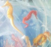 Hippocampus Barbouri in now