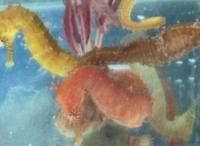 Hippocampus Barbouri in now
