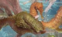 Hippocampus Barbouri in now