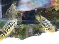 Jaguar cichlids breeding pair
