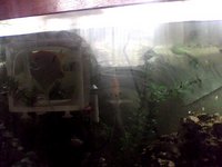 7ft tank with everything asking 300