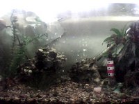7ft tank with everything asking 300