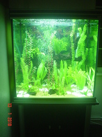 High shaped 264 ltr Aquatlantis tank and accessories for sale