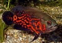 Stunning 3.5ft Full set up Aquarium