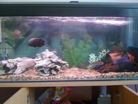 Stunning 3.5ft Full set up Aquarium