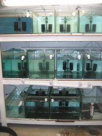 Fish House Clearance