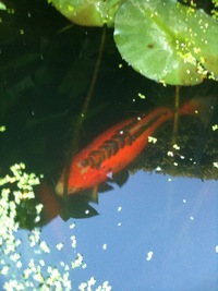 5 Koi + 1 Orf - Big and Healthy