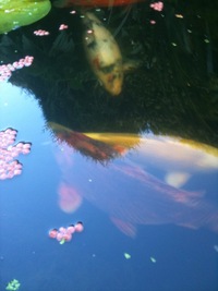 5 Koi + 1 Orf - Big and Healthy