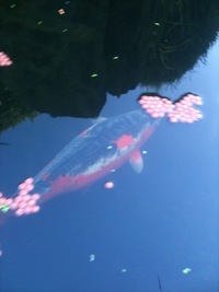5 Koi + 1 Orf - Big and Healthy