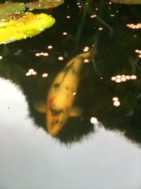 5 Koi + 1 Orf - Big and Healthy