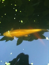 5 Koi + 1 Orf - Big and Healthy