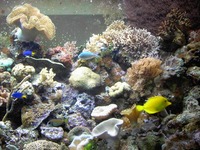Tropicals And Marines Shop