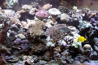 Tropicals And Marines Shop
