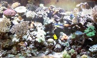 Tropicals And Marines Shop