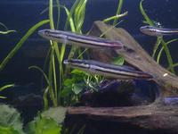 amwell aquatics stock list for week 08/10/10