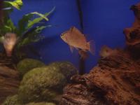 amwell aquatics stock list for week 08/10/10