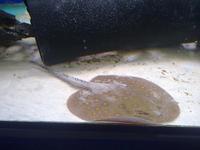 amwell aquatics stock list for week 08/10/10